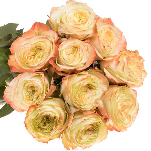 Rose creme/rot Adventure 50cm