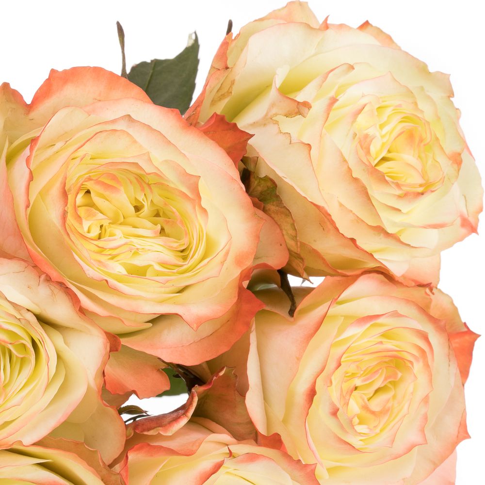 Rose creme/rot Adventure 50cm