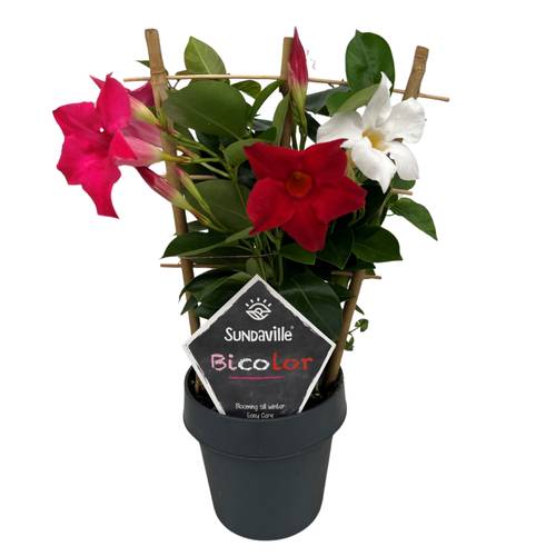 Sundaville mix Dipl. Bicolor am Reck T14 H040