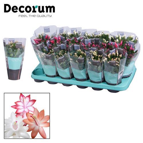 Schlumberg.mix T09 H018