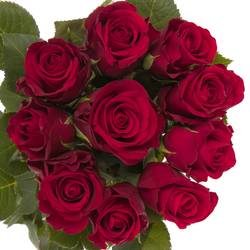 Rose rot Red Ribbon 40cm Valentinstag