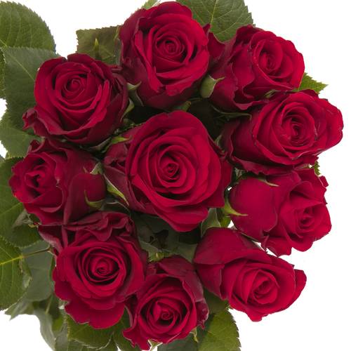 Rose rot Red Ribbon 40cm Valentinstag