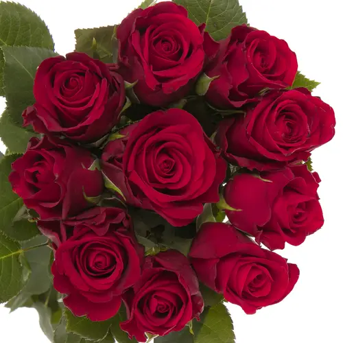 Rose rot Red Ribbon 40cm Valentinstag