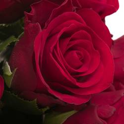 Rose rot Red Ribbon 40cm Valentinstag