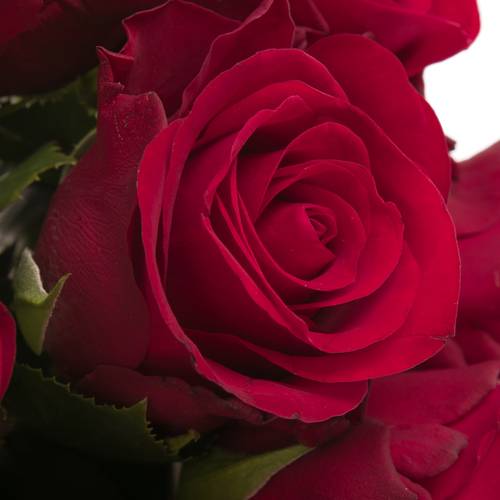 Rose rot Red Ribbon 40cm Valentinstag