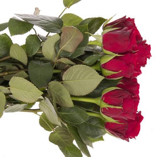 Rose rot Red Ribbon 40cm Valentinstag