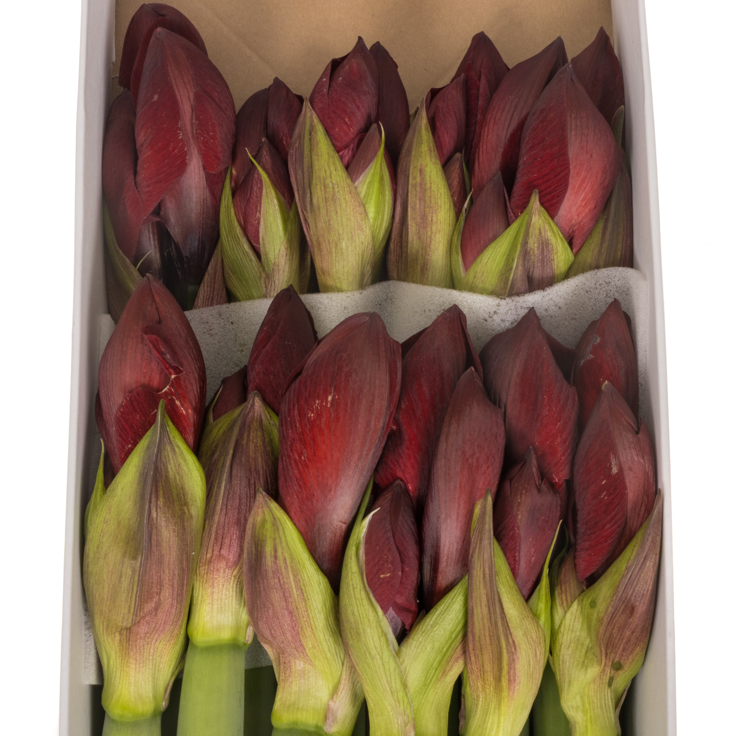 Amaryllis Krt.rot Carmenere X12