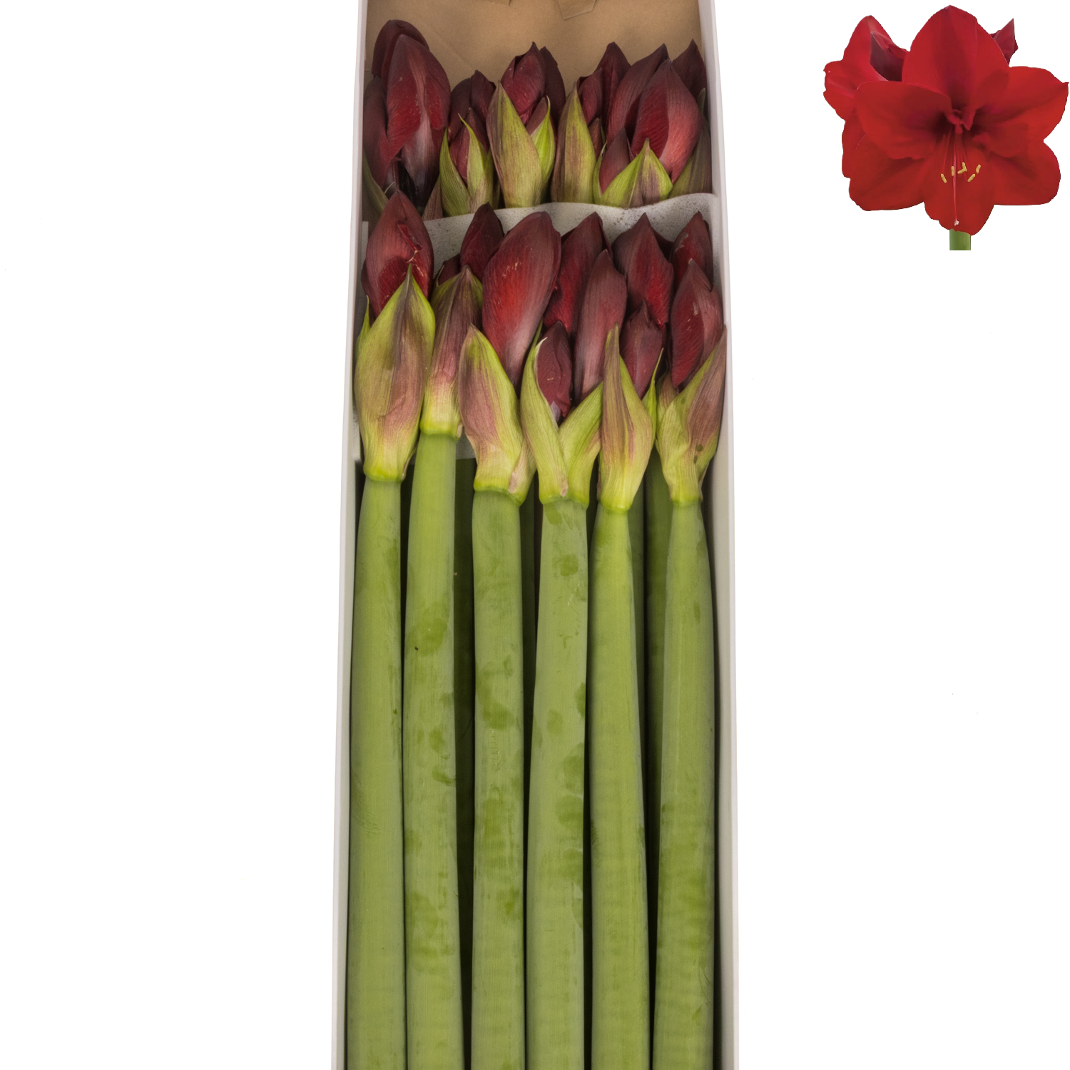 Amaryllis Krt.rot Carmenere X12