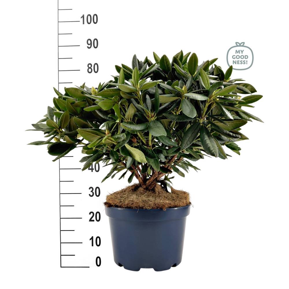Rhododendron rosa 70-80 T34 H85
