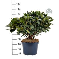Rhododendron rosa 70-80 T34 H85