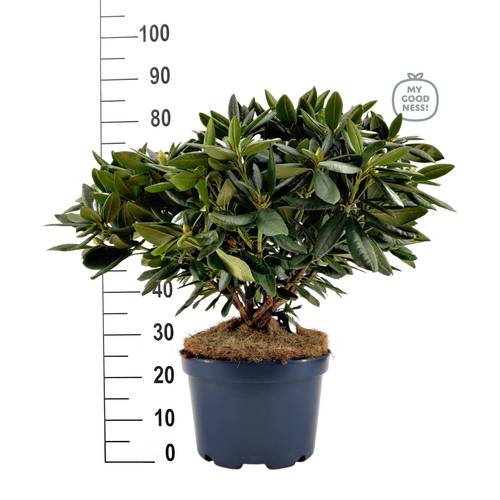Rhododendron rosa 70-80 T34 H85