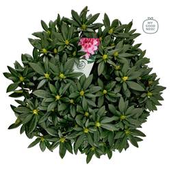 Rhododendron rosa 70-80 T34 H85