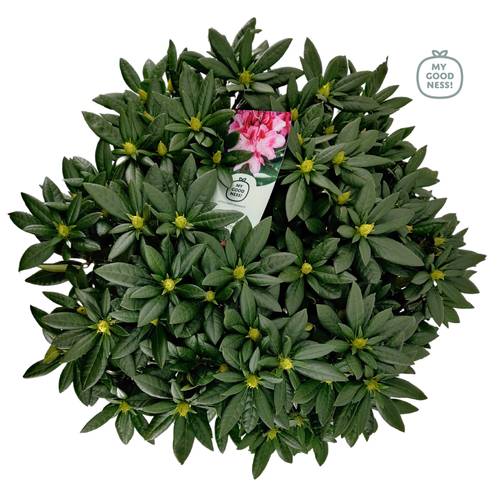 Rhododendron rosa 70-80 T34 H85