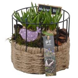 Muscari.Arr PTMB6244 T17 H018