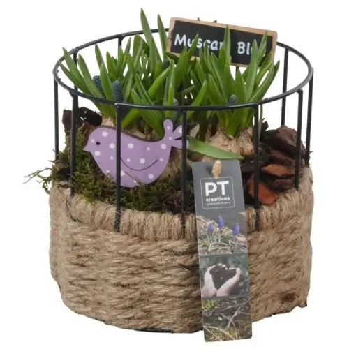 Muscari.Arr PTMB6244 T17 H018