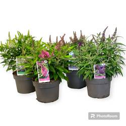 Buddleja mix Dav. Butterfly Candy T19 H45