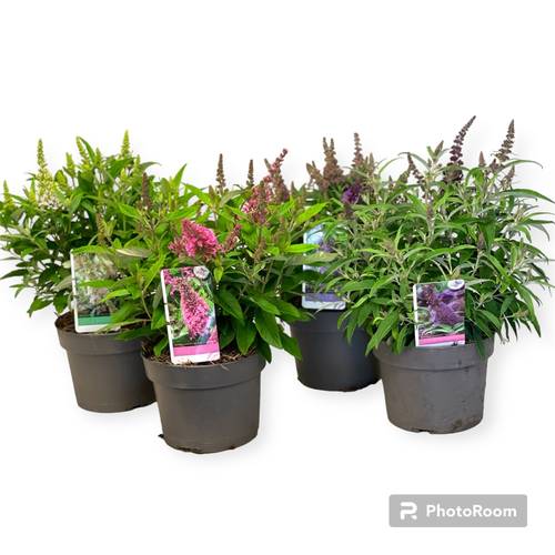 Buddleja mix Dav. Butterfly Candy T19 H45