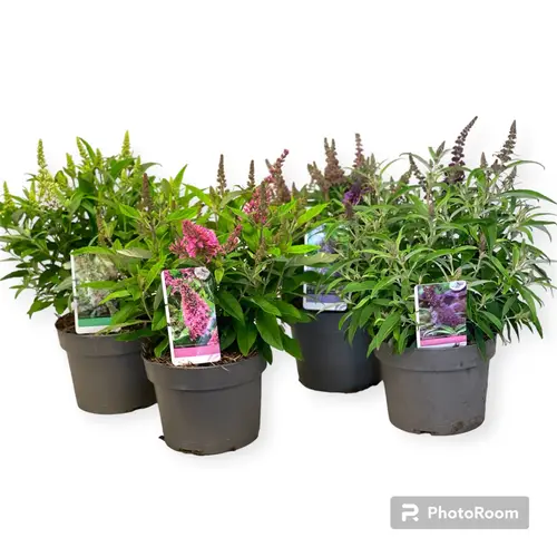 Buddleja mix Dav. Butterfly Candy T19 H45