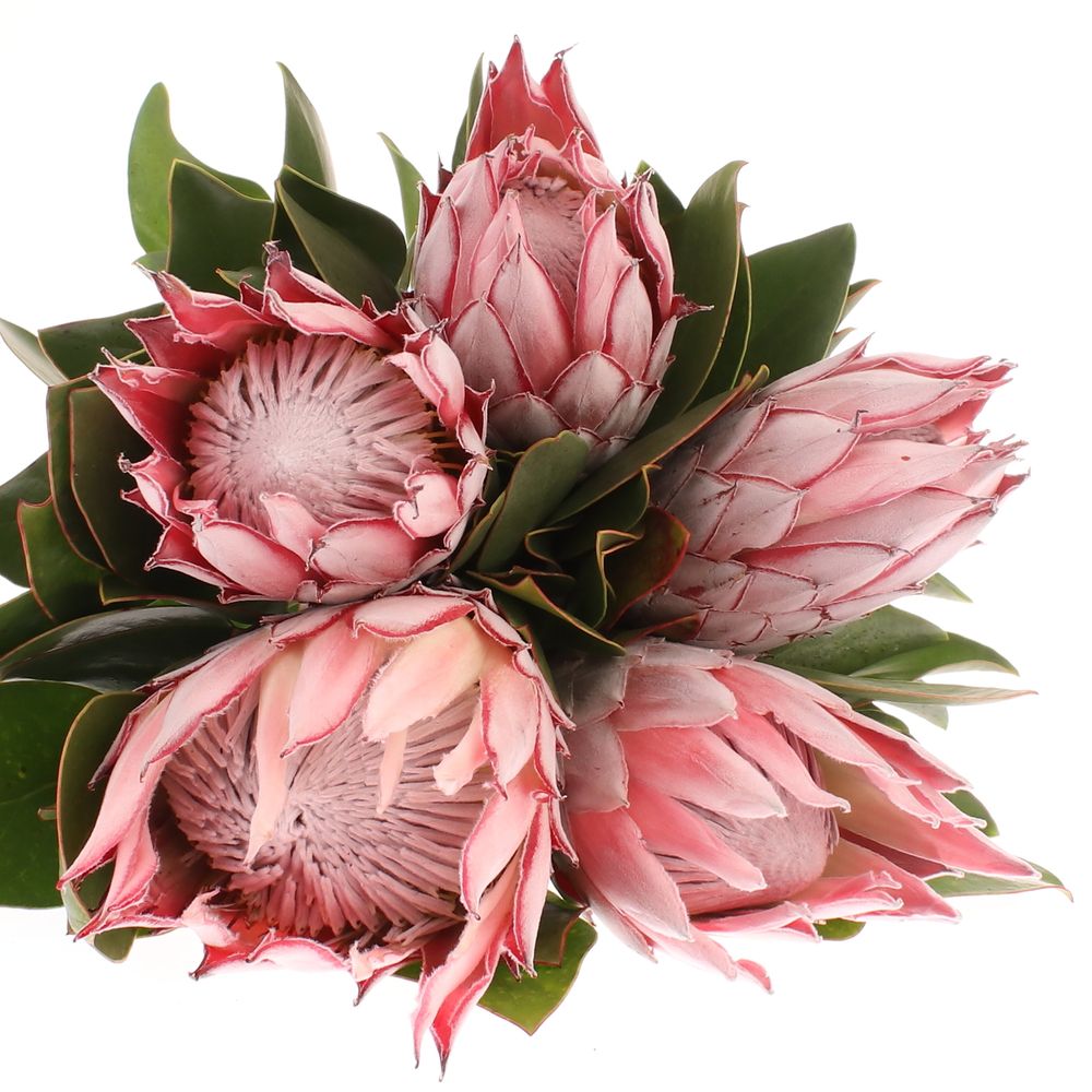 Protea rosa King 50cm