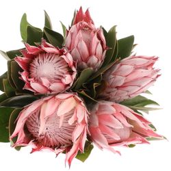 Protea rosa King 50cm