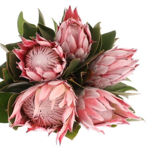 Protea rosa King 50cm
