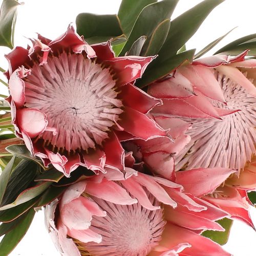 Protea rosa King 50cm