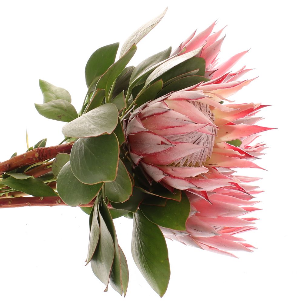 Protea rosa King 50cm