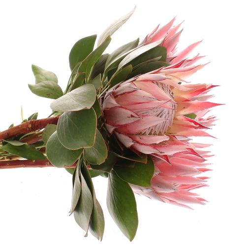 Protea rosa King 50cm