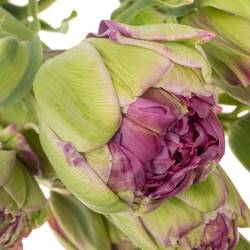 Franz.lila doppel Purple power 80 Gramm 65cm