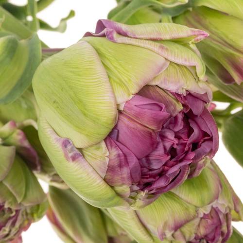 Franz.lila doppel Purple power 80 Gramm 65cm