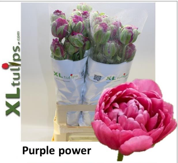 Franz.lila Purple power 80 Gramm 65cm