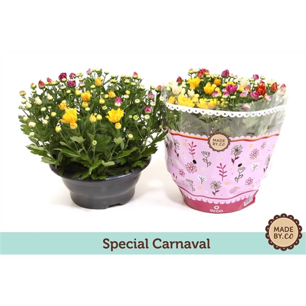 Chrys.mix Carnaval Schale T23 H27