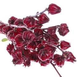 Hibiscus rot Merlot 70cm