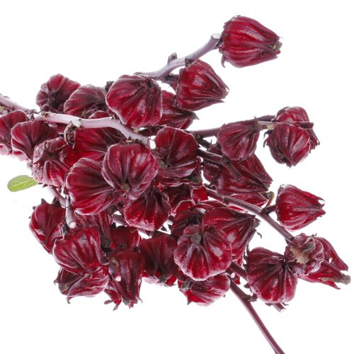 Hibiscus rot Merlot 70cm