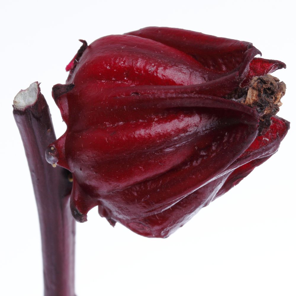 Hibiscus rot Merlot 70cm