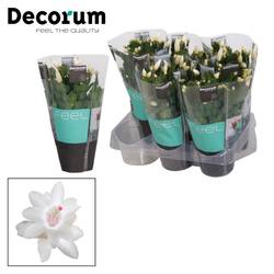 Schlumbergera weiss T09 H018