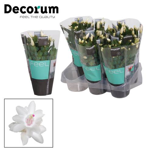 Schlumbergera weiss T09 H018