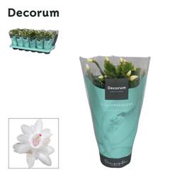 Schlumberg.weiss T09 H018