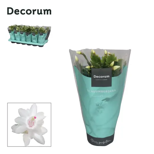 Schlumbergera weiss T09 H018