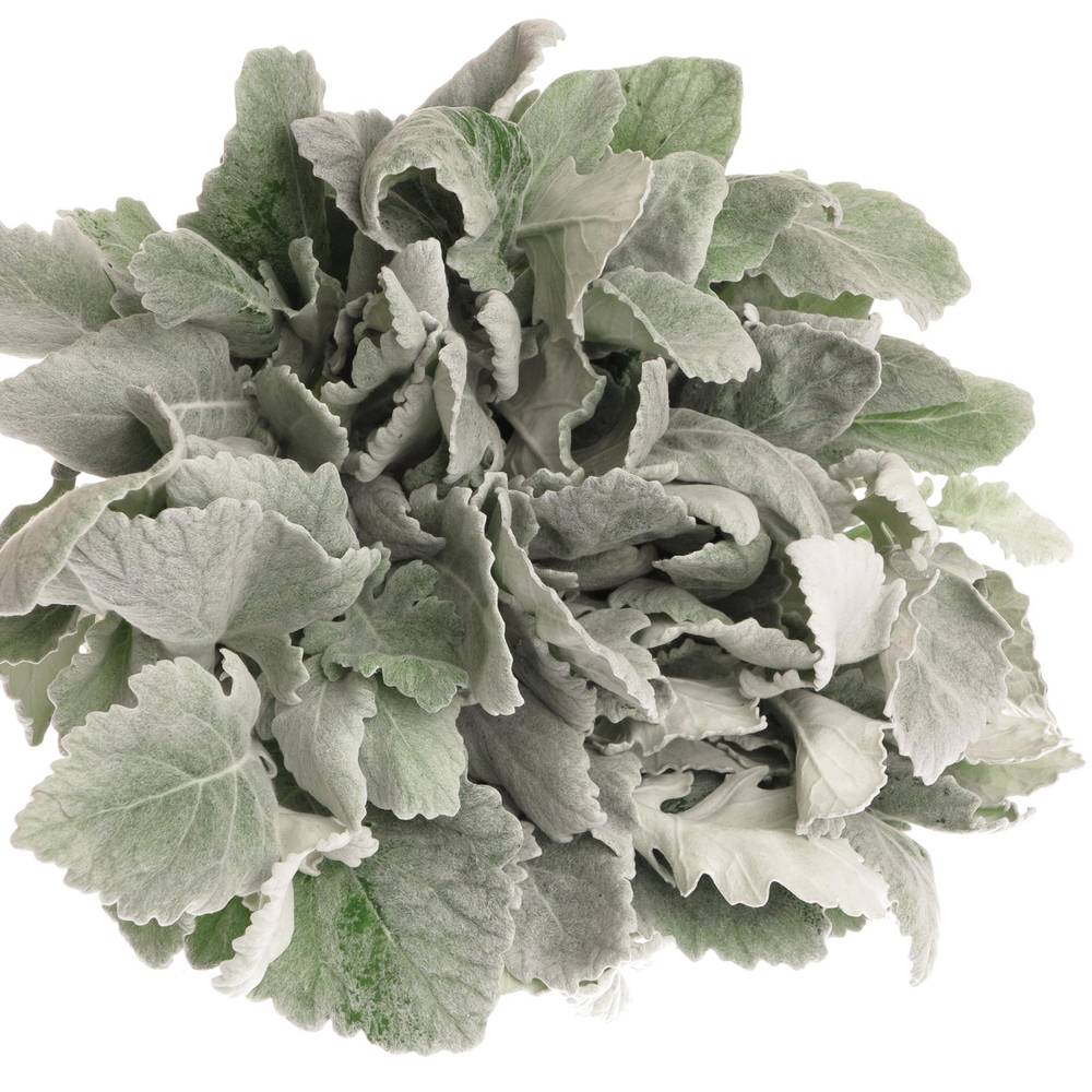 Senecio new look40cm