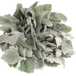 Senecio new look40cm