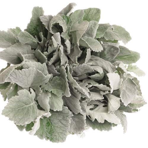 Senecio new look40cm