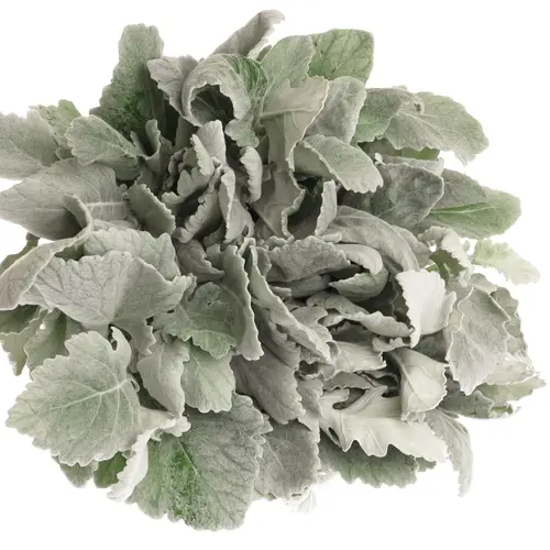 Senecio new look40cm