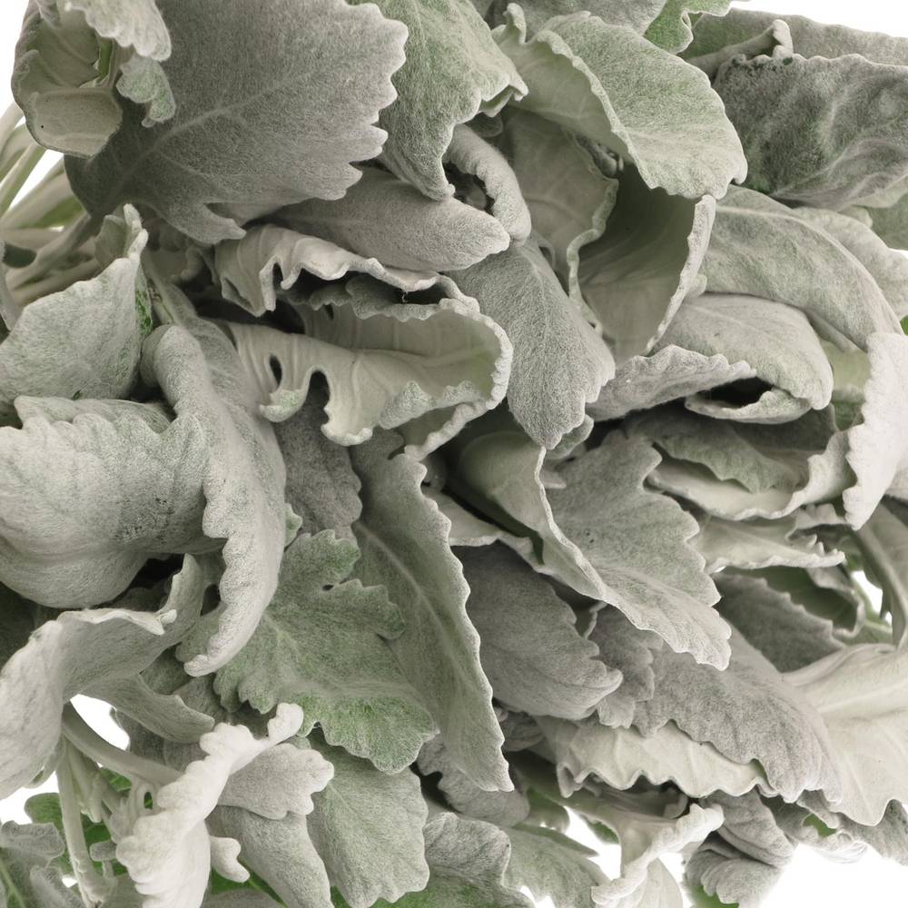 Senecio new look40cm
