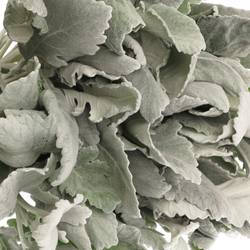 Senecio new look40cm