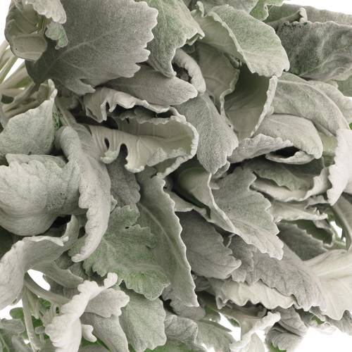 Senecio new look40cm