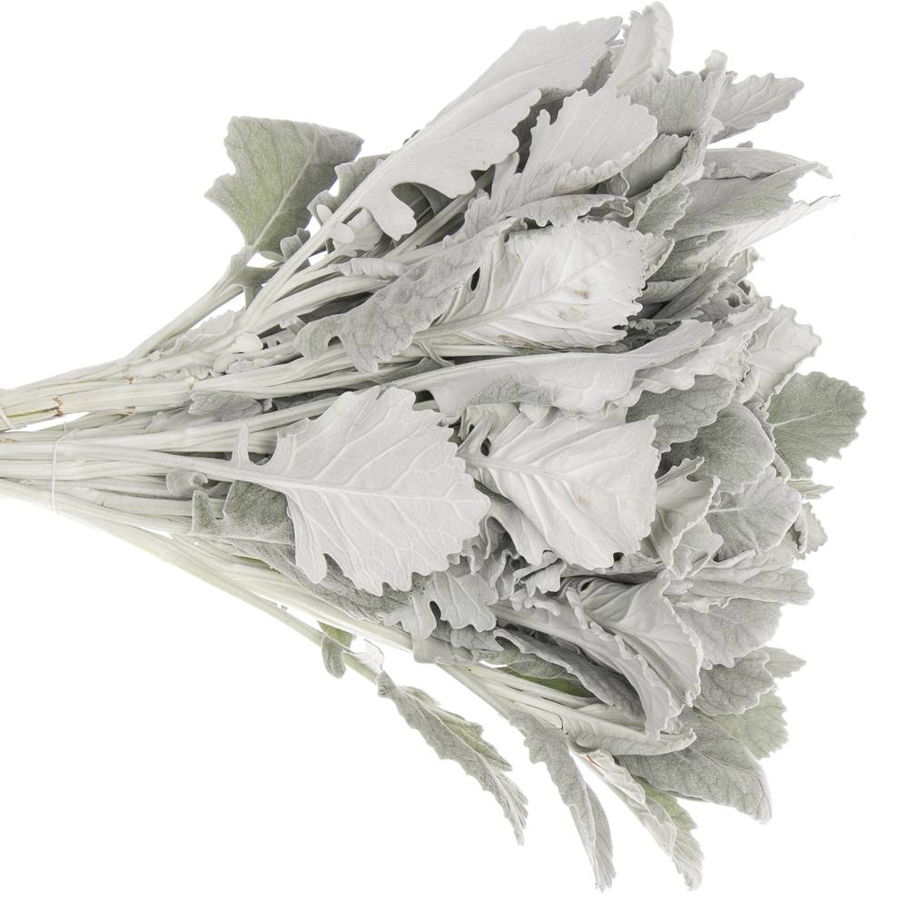 Senecio new look40cm