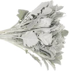 Senecio new look40cm
