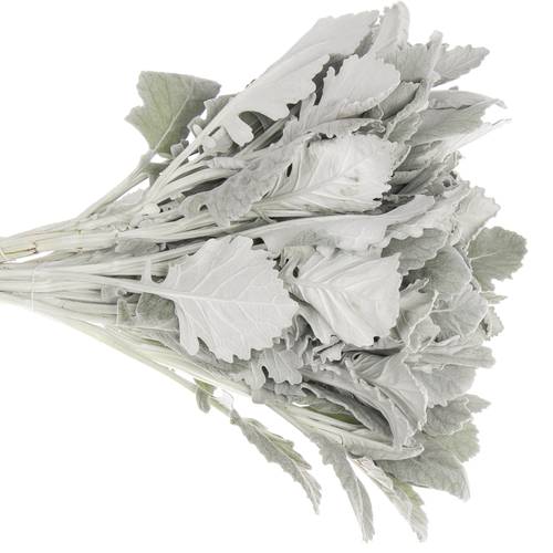Senecio new look40cm