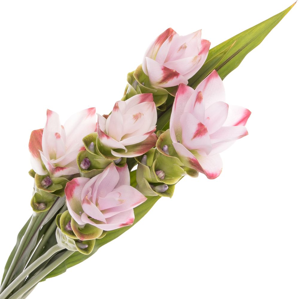 Curcuma rosa Siam Sunrise 60cm